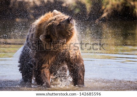 Alaskan Brown Bear Shaking Off Water.