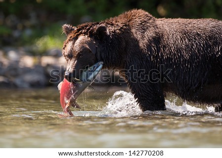 Alaskan Brown Bear with Salmon