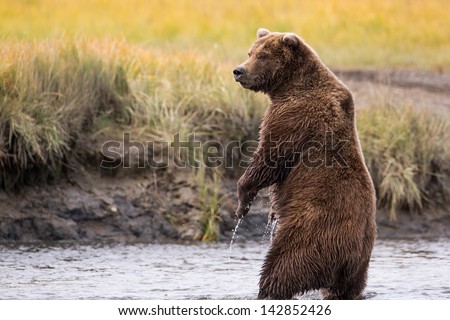 Grizzly Bear Standing in a River While Fishing for Salmon