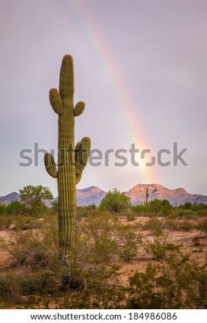 Saguaro Cactus and a Rainbow After a Monsoon Storm.
