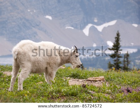 Mountain Goat (Glacier National Park)