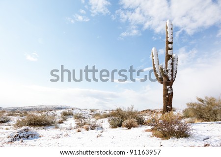 Saguaro Cactus and Fresh Desert Snow