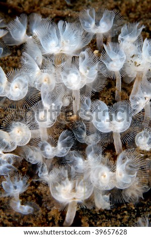 soft coral, underwater flowers