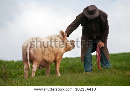 Farmer scratching pigs head