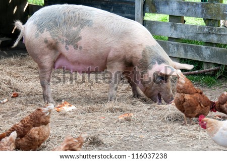 Large white sow eating pizza food scraps with chickens