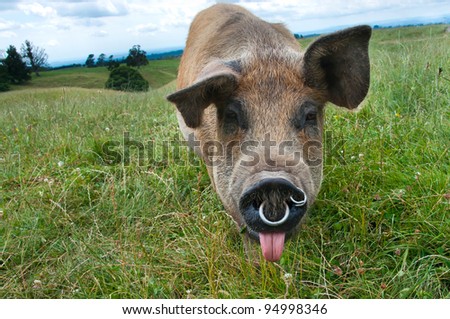 Pig poking tongue out in a paddock