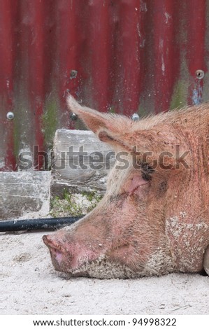 Pig sleeping on sand outside a corrugated iron shed a a farm