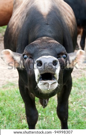Bellowing bull with mouth open and saliva dribble