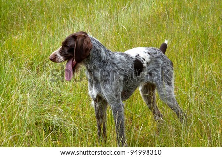 german short haired pointer hunting dog waiting for a command to hunt for pheasants and ducks on a farm