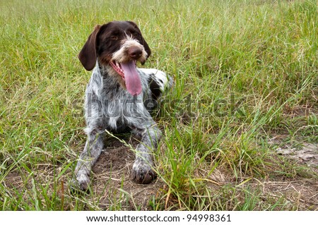 german short haired pointer hunting dog waiting for a command to hunt for pheasants and ducks on a farm