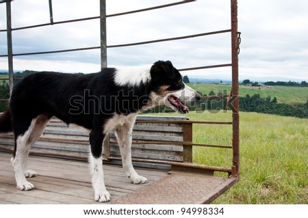 Border collie sheep and cattle dog on the back of a truck working on a farm