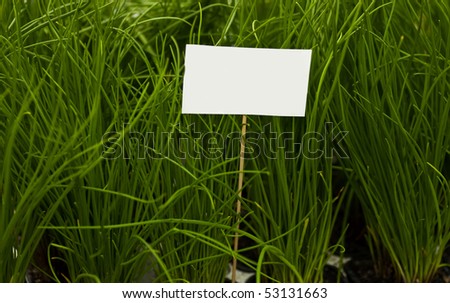 A blank sign on a wooden stick surrounded by green plants