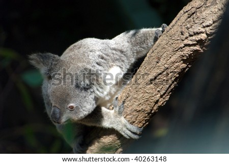 An alert koala hangs on to a branch