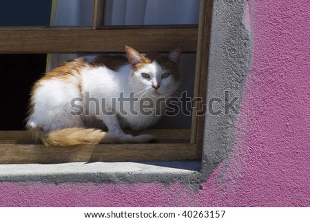 A cat looks out a sunny window