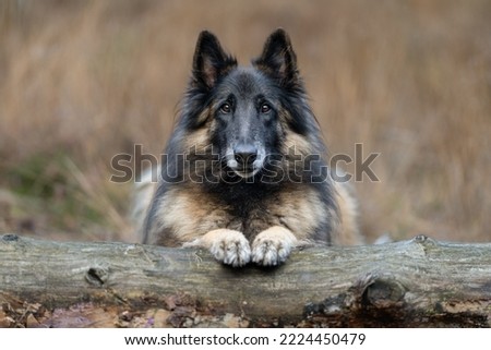 A tervuren shepherd lying on a branch against a brown background in the forest Foto d'archivio © 