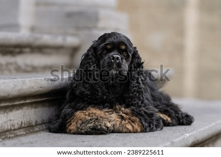 Similar – Image, Stock Photo Adorable Cocker Spaniel outside