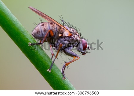 A fly ready to leave