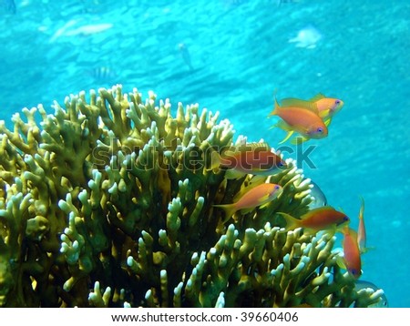 Coral and fish in shallow light water