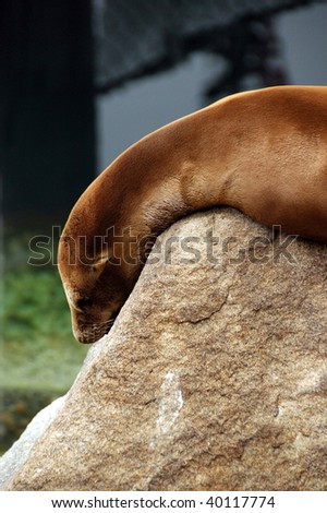 Lazy animal Sea Lion