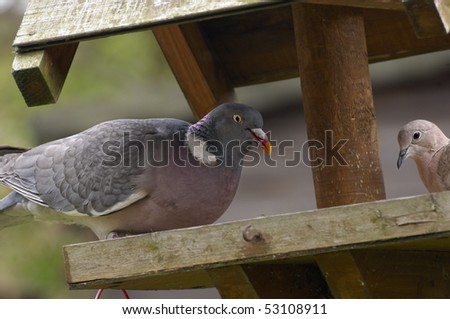 Wood-pigeon and Collared Dove sharing bird table - close-up