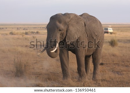 Lonely male elephant