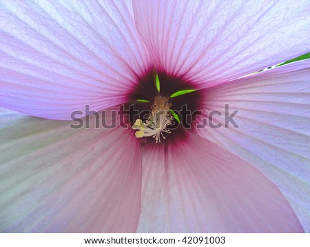 SSTK Tab - Macro Nature Stock Photos, Royalty-Free Images and Vectors ...
