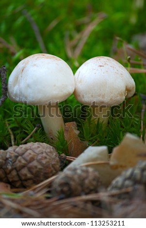 Mushrooms in woods. Image with shallow depth of field.