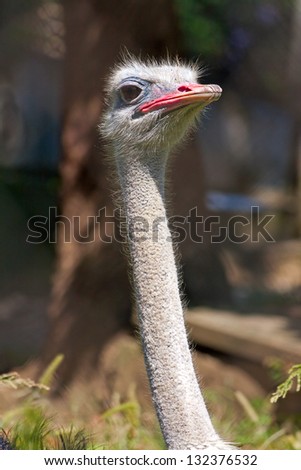 Ostrich head on  long neck behind fence close-up, zoo, Russia.