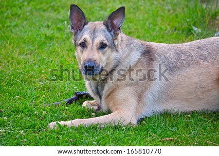 Large dog (Shepherd) closeup, lying on the grass.