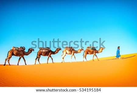 Similar – Image, Stock Photo camels and people going between sand lands in desert in Morocco