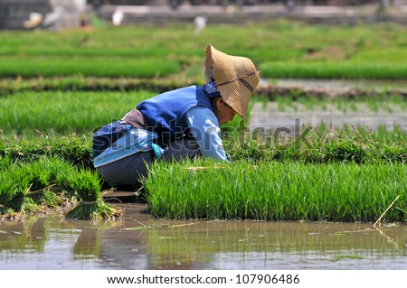 DALI, CHINA - MAY 20: Unidentified Chinese farmers work hard on rice field on May 20, 2012 in Dali, China. For many farmers rice is the main source of income (around $800 annual).