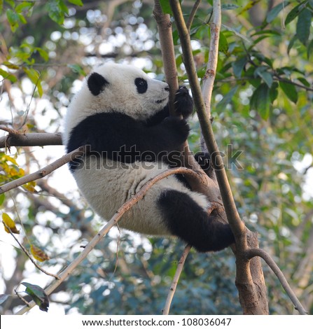 Chinese giant panda bear climbing tree
