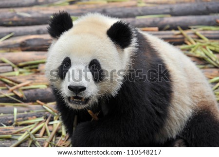 Panda bear close-up