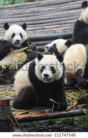 Giant panda bear eating bamboo with fellow panda bears at the background