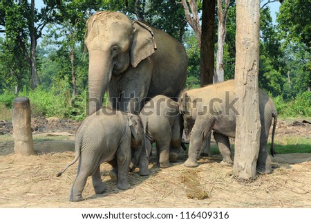 Asian elephants ( mother and baby elephants )