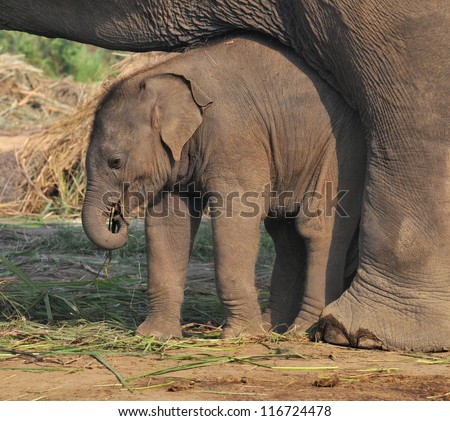 Young Asian elephant under protective body of mother elephant