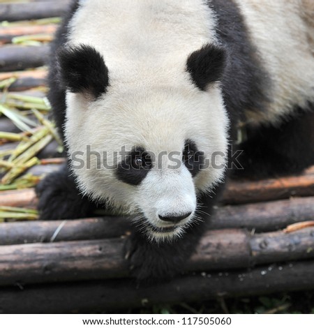 Close-up of Chinese giant panda bear