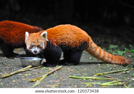 Red panda bear eating food