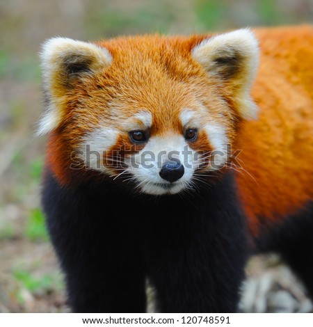 Closeup of red panda ( also called lesser panda )