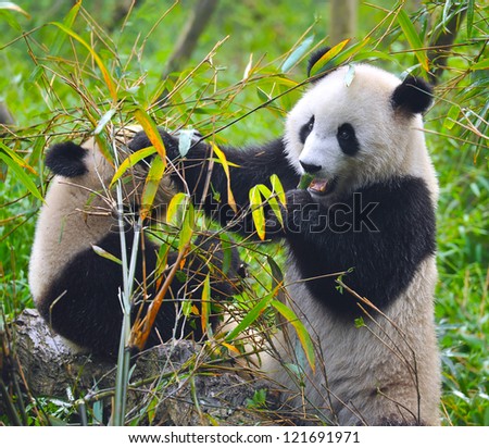 Hungry panda bear eating bamboo