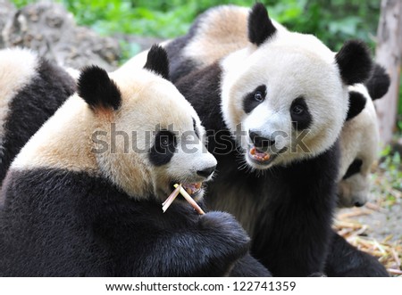 Giant panda bear eating bamboo (in focus) and being looked at by jealous fellow panda (blurred)