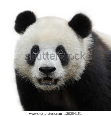 Closeup of panda bear isolated on white background