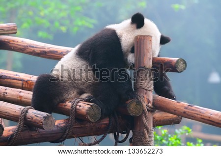 Panda Bear In Funny ( Frustrated ) Pose Stock Photo 133652273 ...