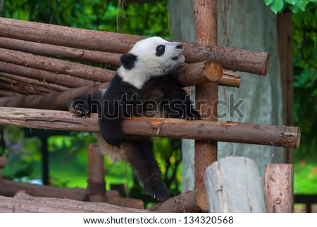 Giant panda bear in funny ballet pose while trying to climb over a wooden pole