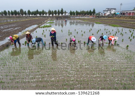 DALI, CHINA - MAY 11: Unidentified Chinese farmers work hard on rice field on May 11, 2013 in Dali, China. For many farmers rice is the main source of income (around $800 annual).
