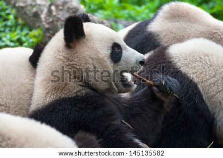 Hungry giant panda bear eating bamboo shoots