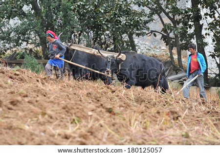 ZHONGDIAN, CHINA - MAY 7: Unidentified farmers work hard on the field on May 7, 2013 in Zhongdian, Tibet. Farmers here have to work hard and make an average annual income of $1100.