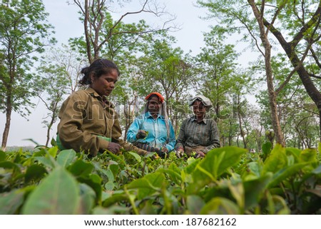 DARJEELING, INDIA - APRIL 3: Indian women picking tea leaves in tea garden on April 3, 2014 in Darjeeling, India. For these farmers tea is their main source of income (around $700 annual).