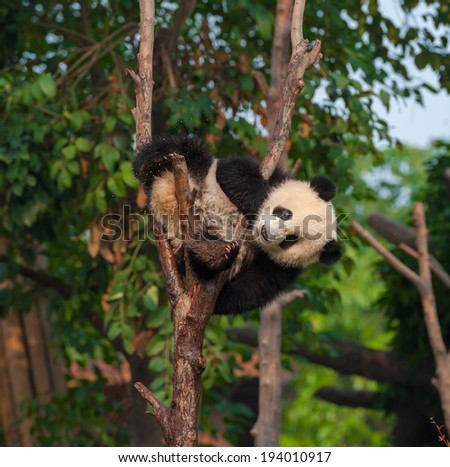 Cute panda bear climbing in tree