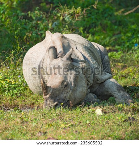 Rhinoceros sleeping in nature
